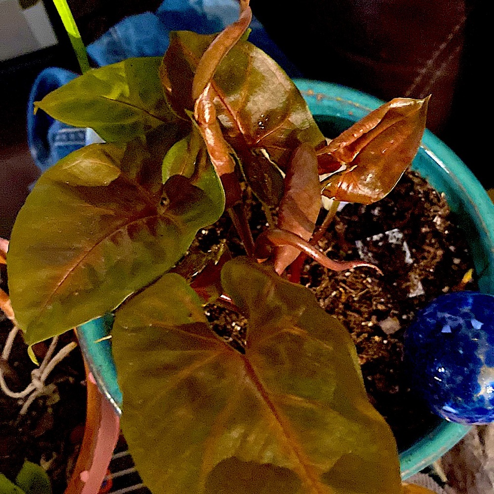 Syngonium Maria Ships Bare Root via USPS PRIORITY MAIL